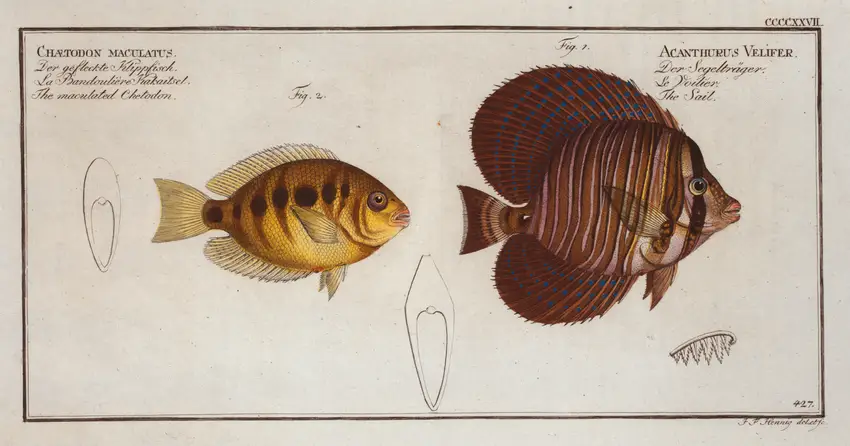 1. Acanthurus Velifer, The Sail; 2. Chaetodon maculatus, The maculated Chetodon. (1785-1797)